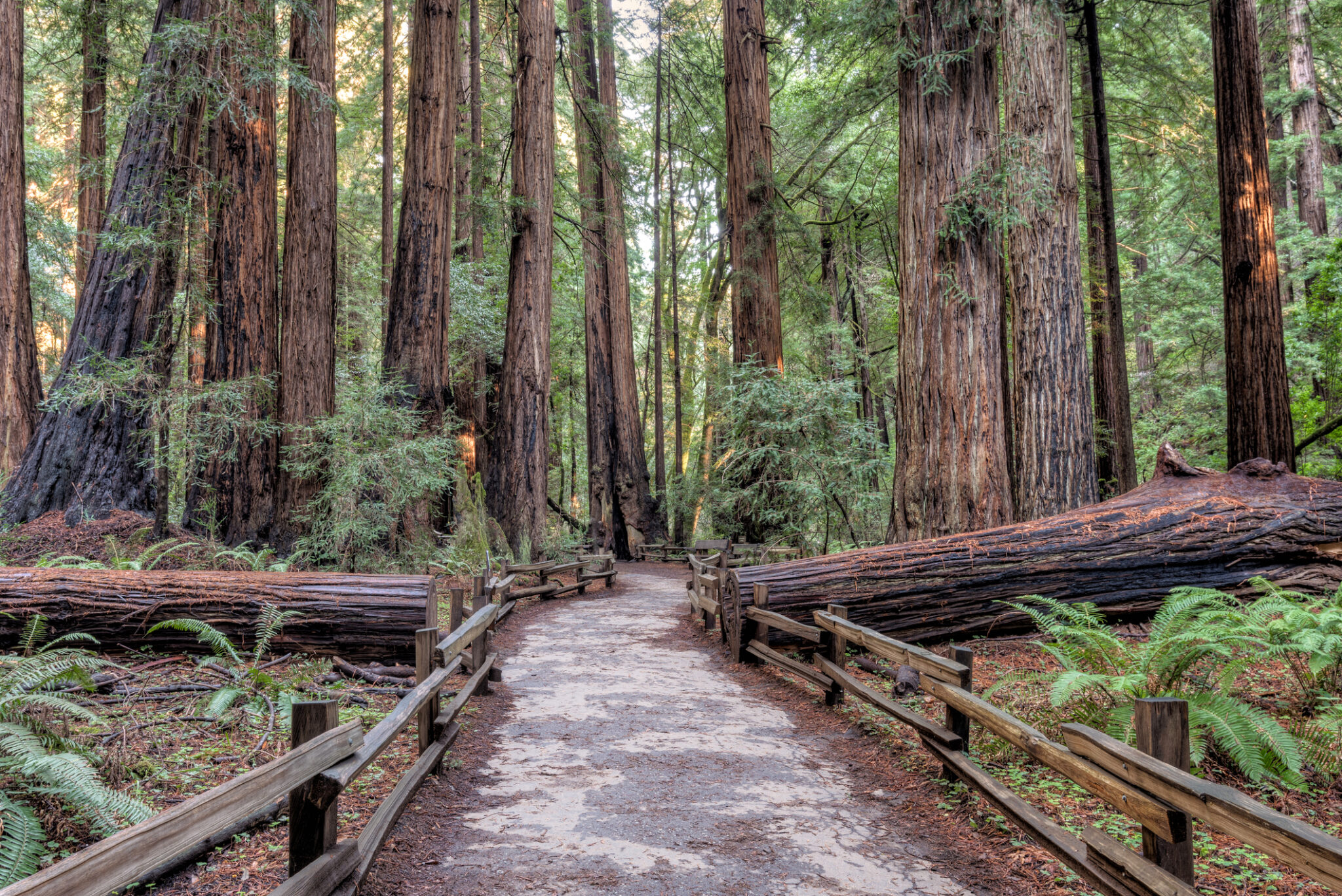 Национальный путь. Muir Woods. Woodtrail инди. Muir Island.